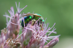 Agapostemon