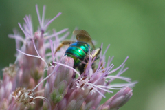 Agapostemon