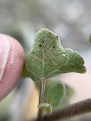 Ageratina calophylla