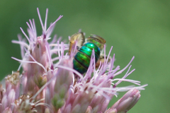 Agapostemon