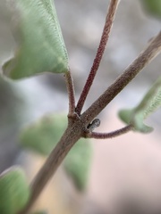 Ageratina calophylla