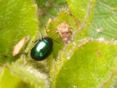 Leptinotarsa haldemani