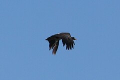 Anseranas semipalmata