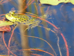 Lithobates septentrionalis