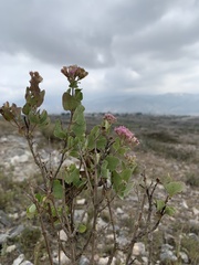 Ageratina calophylla