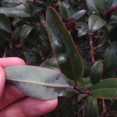 Comarostaphylis discolor