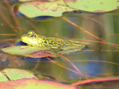 Lithobates septentrionalis