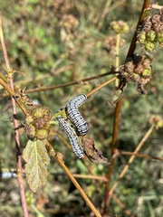Melochia corchorifolia
