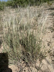Scleropogon brevifolius