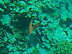 Pseudanthias