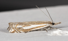 Crambus whitmerellus