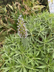 Echium candicans