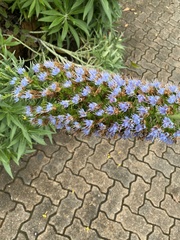 Echium candicans