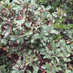 Arbutus mollis