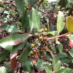 Arbutus mollis