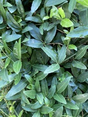 Tetrastigma formosanum