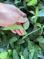 Tetrastigma formosanum