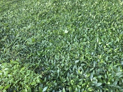 Tetrastigma formosanum