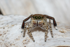 Maratus pavonis