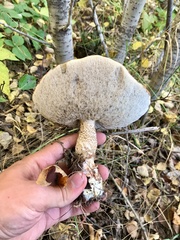 Leccinum versipelle