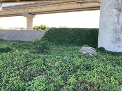 Tetrastigma formosanum