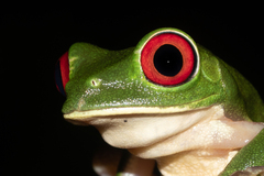 Agalychnis callidryas