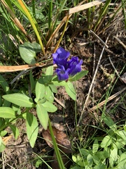 Gentiana sceptrum