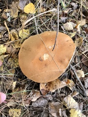 Leccinum versipelle