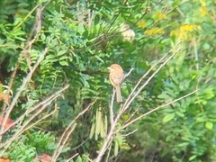 Lanius bucephalus