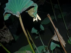 Sphingidae