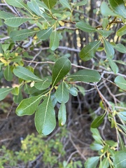 Salix scouleriana