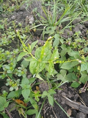 Spigelia