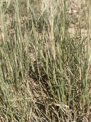 Scleropogon brevifolius