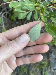 Salix scouleriana