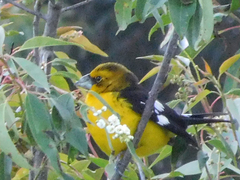 Pheucticus aureoventris