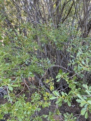 Salix scouleriana