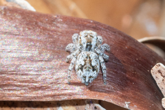 Maratus albus