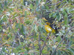 Pheucticus aureoventris