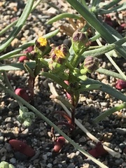Amblyopappus pusillus