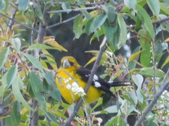 Pheucticus aureoventris