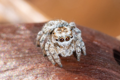 Maratus albus