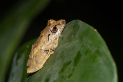 Pristimantis cruentus