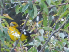 Pheucticus aureoventris