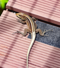 Holcosus quadrilineatus