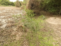 Solanum glaucophyllum