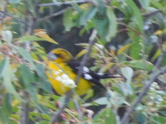 Pheucticus aureoventris