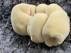 Laetiporus gilbertsonii