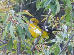 Pheucticus aureoventris