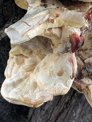 Laetiporus gilbertsonii