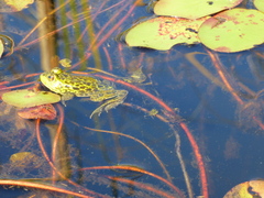 Lithobates septentrionalis